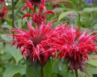 12+ Monarda RARE RUBY-RED Bee Balm / Perennial, Native, Deer & Rabbit Resistant / Easy Flower Seeds