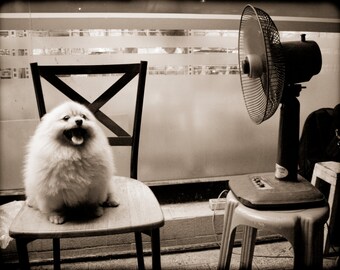Hot Dog! Pomeranian in Bangkok, Thailand, Cooling Off