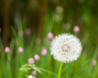 Once Upon a Dandelion