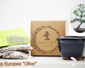 9GreenBox - Olea Europea "Olive" Bonsai Seed Kit- Gift - Complete Kit to Olea Europea "Olive" Bonsai from Seed