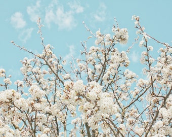 cherry blossom photo, white flowers, bedroom art, home decor, nature prints, nature photography, white cherry blossoms, cherry blossoms
