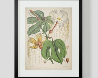 Botanical Illustration Himalayan Plate II (2)