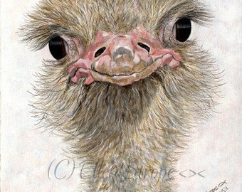 PRINT, Ostrich, 5 X 7, Giclee Print, bird decor, ostrich decor, birds, Ellen Strope, home decor