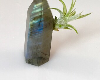 Labradorite Crystal Point Air Plant Garden, Little Something, Friend Gift, Spiritual Gift under 25