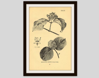 Antique Botanical Illustration, Beige, Neutral Color Decor, Wildflower Art, Rustic Flower Print, 5" x 7.75", Vintage Wall Art, Dogwood (31)