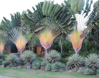 PALMS - Traveler's Palm (Ravenala Madagascariensis)