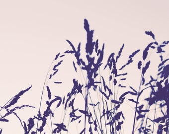 Wildgrass at sunset (original photographic print)