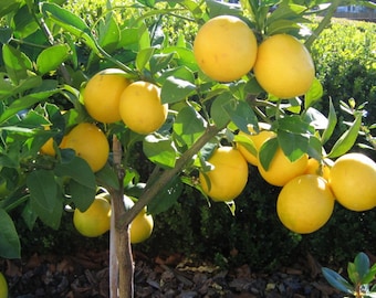 Lemon Starter Trees (size 4 inch pot, one plant per pot)