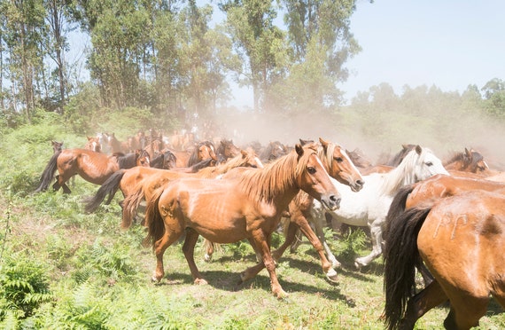 Herd of horses, THE HERD, Horse Print, Wild Horses, Equine Prints, Animal Prints, Spanish Prints