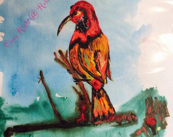 Red Headed Honey Eater