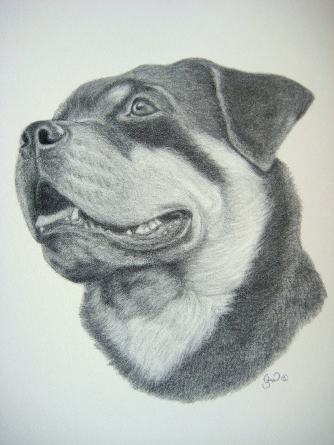 Rottweiler Rottie Dog Art Print from Original Charcoal Drawing