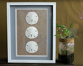 Sand Dollar Wall Art White Shadow Box 12"X15" Frame Burlap and Blue Border Beach Coastal Home House Warming Gift