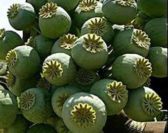 Papaver Somniferum - The Giant - 300 Seeds - Poppy