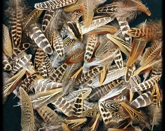 25 - 2" to 5" pheasant feathers, assortment short rooster and hen pheasant feathers, Ringneck pheasant feathers, feather variety