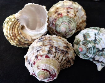 Silver mouth turbo Seashell (2) multi-color natural shell