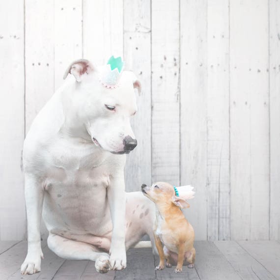Pet Birthday Hat || Animal Birthday Hat || Dog Party Hat || Dog Crown || Dog Birthday Crown || Pet Party Hat