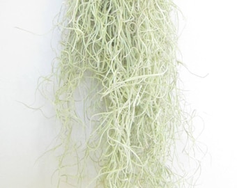 Fine Spanish Moss-12" Long-Moss-Tillandsia Usneoides-Hanging Air Plant-Beach Wedding Decor-Wedding Decor-Live Peruvian Moss-Tillandsia-