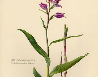 Vintage lithograph of the red Helleborine from 1953