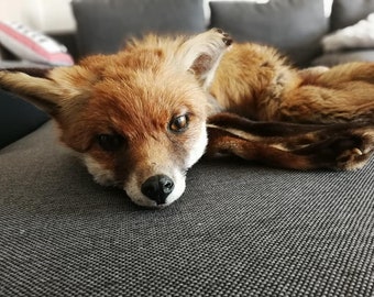European red Fox Pelt/European red fox/Fuchsfell/Fur rug/fur/hunting/Taxidermy/Fox Pelt