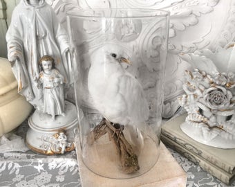 Beautiful white Vintage dove/Beautiful white Dove vintage Taxidermy