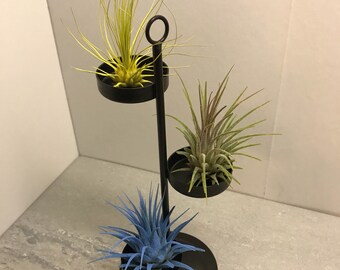 Air Plant trio on iron