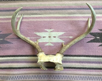 Deer Antlers Taxidermy Real Antlers With Skull Southwestern Boho Home Decor Wall Hanging