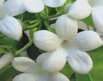 Free Shipping - 1/2oz Natural Jasmine Perfume Oil, Jasmine Fragrance Oil, Jasmine Scent, Lotions and Potions