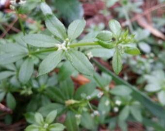 fresh wild cleaver/bedstraw 1lb.