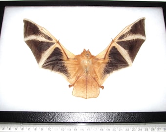 REAL framed red orange fire bat Kerivoula picta wings spread 12in x 8in frame!
