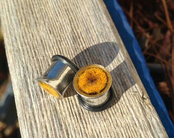 Jaune Tansie plugs (calibre 0)