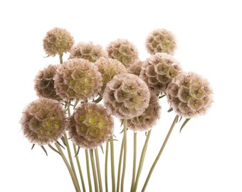 Scabiosa Pods