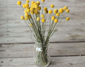 2018 Crop Dried Billy Balls, Dried Craspedia, Dried Flowers, Billy Balls Yellow, Yellow Drumsticks, Vase Filler Flower, Yellow Flower Stems