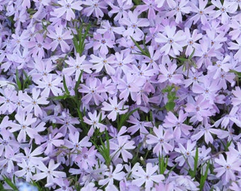 Creeping Phlox (Phlox Subulata 'Emerald Blue') - perennial plants - live plants - rock garden plant - shade plant - ground cover