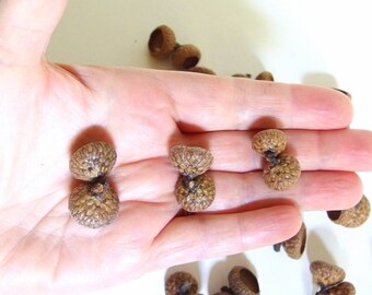 25 Double Unfinished Extra Small Oak Acorn Caps J14