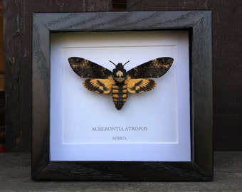 Deaths Head Hawk Moth (Acherontia atropos) Framed Moth