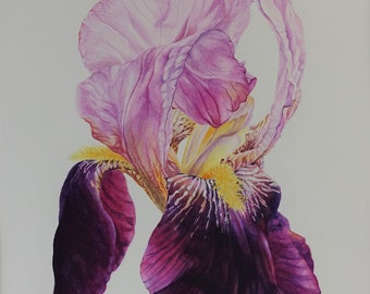 Original Watercolour of a Bearded Iris "Chieftain". Unframed.