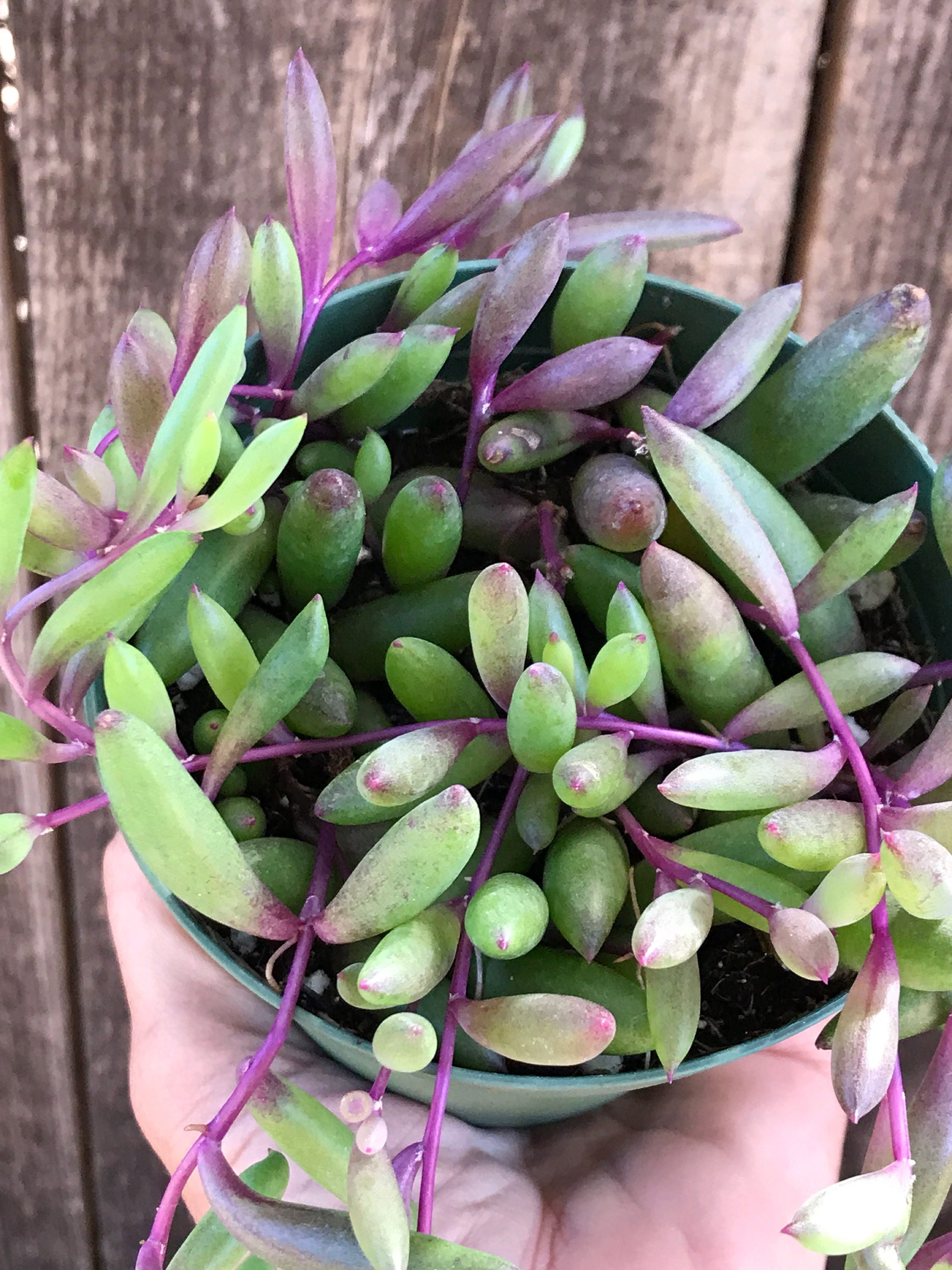 Othonna capensis 'Ruby Necklace'; rare succulent plant in 