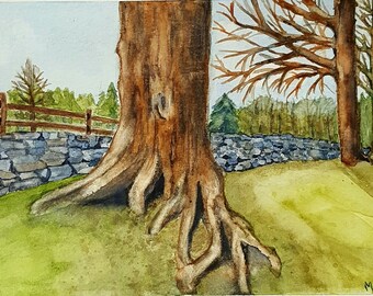 Shirkshire Maple