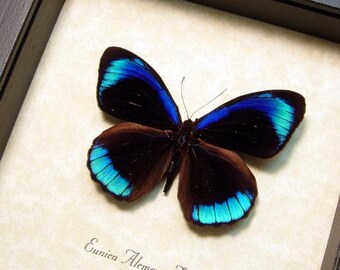 Real Framed Eunica Alcmena Flora Butterfly Shadowbox Display 811