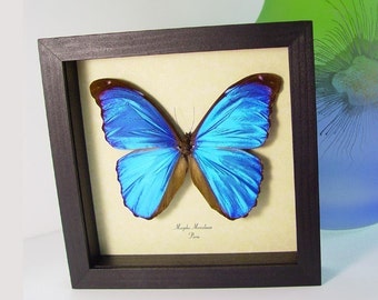 Blue Morpho Real Framed Display Wedding Gift 290
