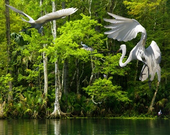 Egret colony by a river in Florida