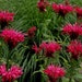 Red Monarda Bee Balm Flower Seeds / Perennial 25+