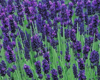 English Lavender Seeds 200 Organic NonGMO Hand Picked Bio Season 2017 Fresh New From Switzerland Flower Perennial Own Production Flowers