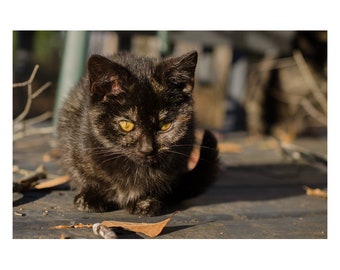 Animal / Wildlife - Cat Photograph Chocolate the Stray Kitten - Fine Art Canvas - Home Decor Wall Art Prints Unframed