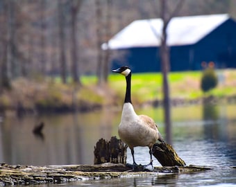 Goose on the Water Photo