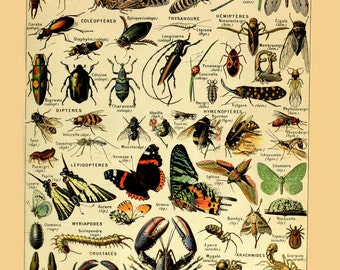 vintage french illustration learning board arthropodes insects arachnids crustaceans DIGITAL DOWNLOAD