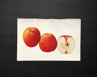 1905 ANTIQUE APPLE PRINT original antique fruit lithograph print - chenango apple