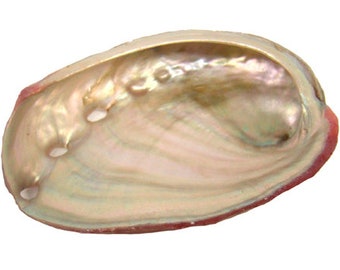 Red Abalone Shell 2-3"L