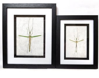 Framed real green stick insects display bugs wings specimen camouflage black frame Taxidermy Oddities UK
