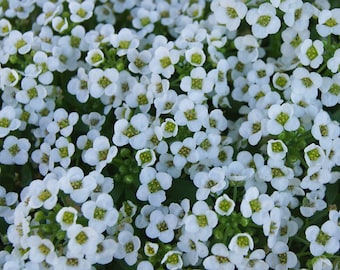 1,000+ Alyssum Seeds- Carpet of Snow